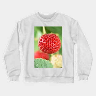 Fragaria x ananassa &#39;Framberry&#39; Strawberry Crewneck Sweatshirt